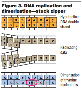 fig3-DNA-replication