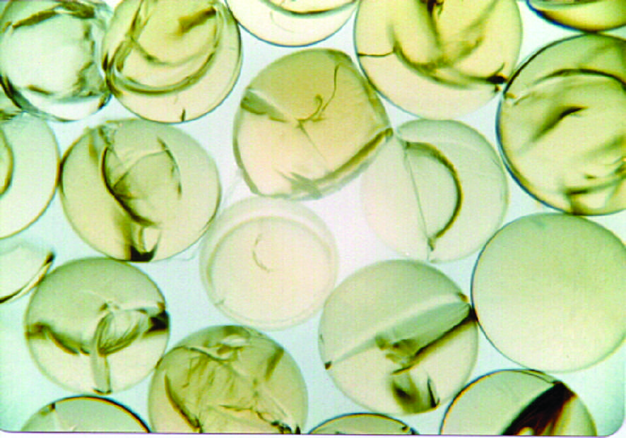Figure 6. Osmotic shock