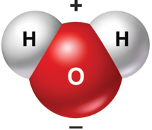 The water molecule
